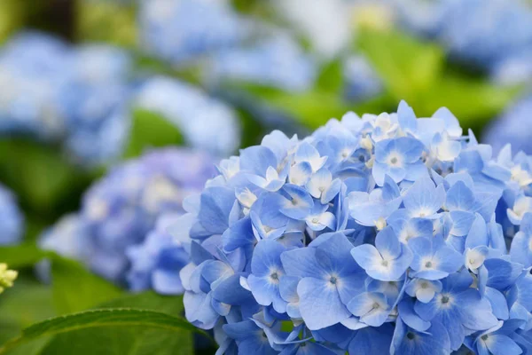 Bella Fioritura Fiori Blu Ortensia Ortensia Ortensia Macrophylla Sfondo Sfocato — Foto Stock