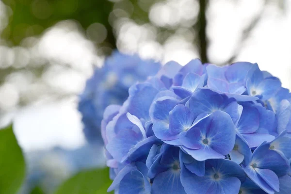 Yazın bulanık arka planda güzel açan mavi ve mor ortanca çiçekleri (Hydrangea makrophylla). Doğa arkaplanı.