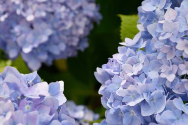 Yazın bulanık arka planda güzel açan mavi ve mor ortanca çiçekleri (Hydrangea makrophylla). Doğa arkaplanı.