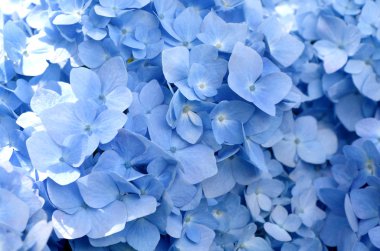 Güneş ışığı altında güzel mavi Hydrangea veya Hortensia çiçeklerinin (Hydrangea makrophylla) taç yaprağı üzerine seçici bir odak. Doğa arkaplanı.