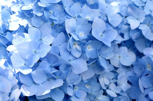 Selectieve Focus Bloemblaadje Van Mooie Blauwe Hortensia Bloemen Hortensia Macrophylla Stockafbeelding