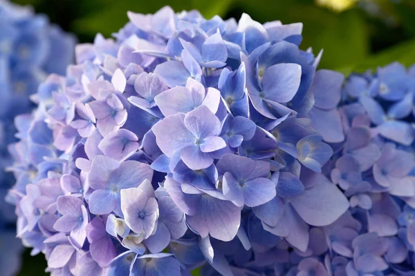 Güneş ışığı altında güzel mavi ve mor Hydrangea veya Hortensia çiçeklerinin (Hydrangea makrophylla) taç yaprağı üzerine seçici bir odak. Doğa arkaplanı.