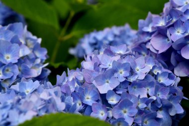 Yazın bulanık arka planda güneş ışığı altında güzel açan mavi ve mor Hydrangea veya Hortensia çiçekleri (Hydrangea makrophylla). Doğa arkaplanı.