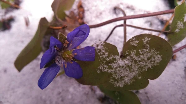 campanula'lar bahar ormanda