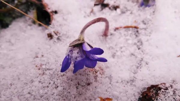 campanula'lar bahar ormanda
