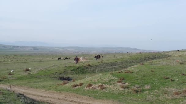 Une bergère fait paître ses vaches sur l'herbe