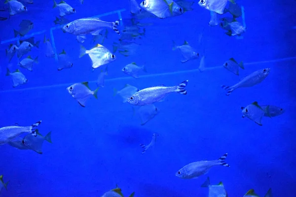 Muchos peces pequeños de plata en un acuario azul brillante . —  Fotos de Stock