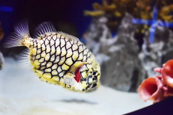 Peixe amarelo excepcional com um padrão preto e com barbatanas transparentes na água — Fotografia de Stock