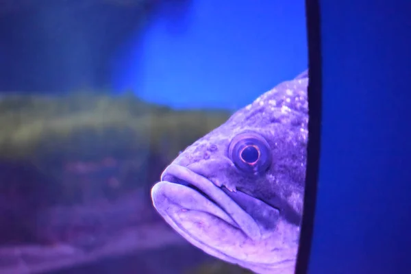 Peixe em um aquário azul brilhante que espreita de trás de uma parede . — Fotografia de Stock