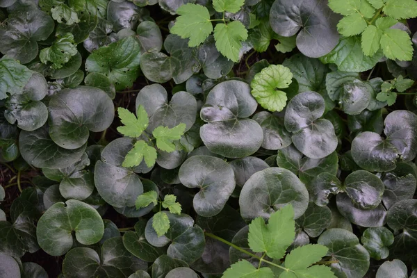 Dark green large round leaves. vegetation cover.