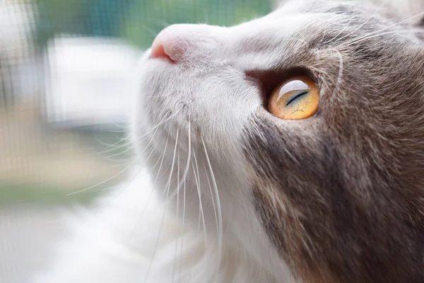 Sarı gözlü gri-beyaz kedi yukarı bakar, portre — Stok fotoğraf