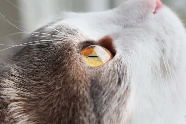 Gato gris-blanco con ojos amarillos mira hacia arriba, retrato —  Fotos de Stock