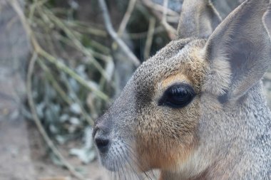 Patagonya Mara, Mara cinsinin büyük bir kemirgenidir. Yakın plan portre