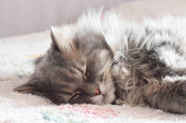 Kedi uykuda. Uyuyan bir kedinin yakın plan portresi.