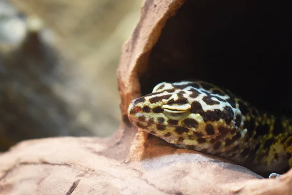 The spotted lizard sleeping. Leopard reptile with closed eyes. — 图库照片