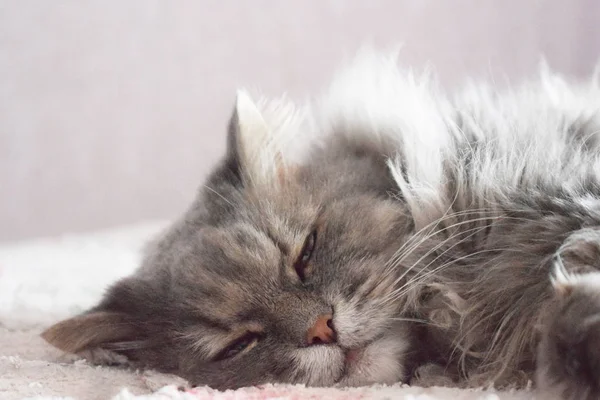 Η γάτα κοιμάται. Κοντινό πορτρέτο μιας κοιμώμενης γάτας. — Φωτογραφία Αρχείου