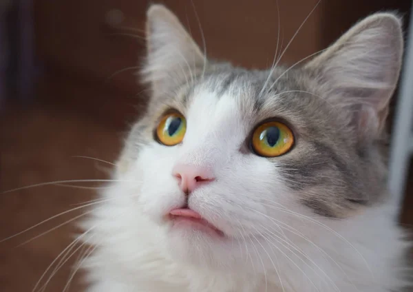 Close-up van het gezicht van een binnenlandse kat — Stockfoto