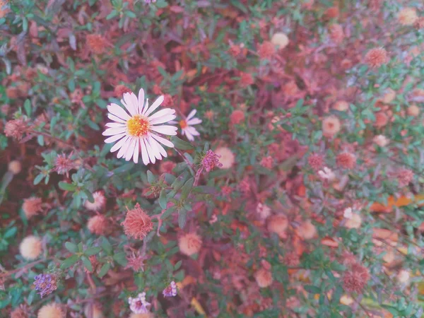 Flor lila entre verde oscuro y hierba — Foto de Stock