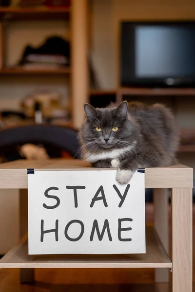 Kot Tabliczką Imieniem Zostaje Domu Stole Przy Selfisolacji — Zdjęcie stockowe