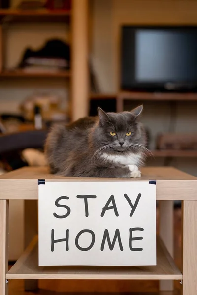 Gato Com Placa Identificação Ficar Casa Mesa Auto Isolamento — Fotografia de Stock