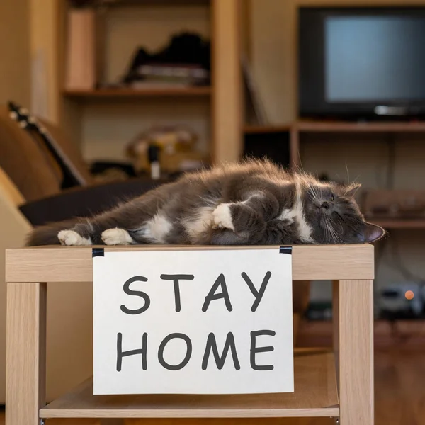 Chat Avec Plaque Signalétique Rester Maison Sur Table Égoïsme — Photo