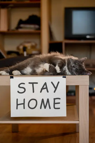 Gato Com Placa Identificação Ficar Casa Mesa Auto Isolamento — Fotografia de Stock