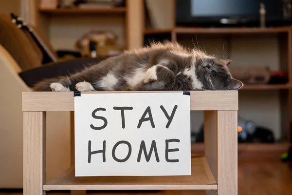 Sim Plakalı Kedi Kendini Izolasyonda Masada Kal — Stok fotoğraf