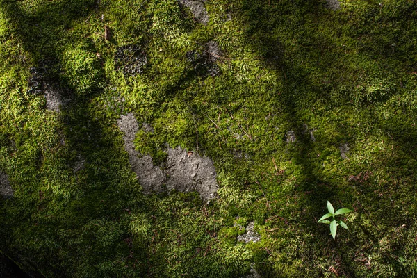 Moss Pedra Floresta Dia Ensolarado Com Árvore Sombra Primavera Verão — Fotografia de Stock