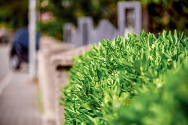 Eski Budva Kasabası Karadağ yaz tatili gezisi için seyahat ediyor