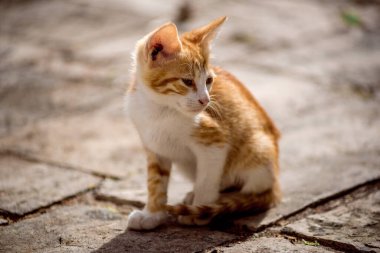 Eski Budva Kedileri yaz tatilinde tatil için Karadağ 'a gitti