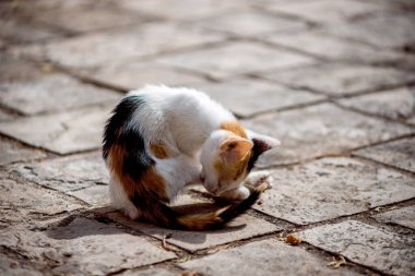 Eski Budva Kedileri yaz tatilinde tatil için Karadağ 'a gitti