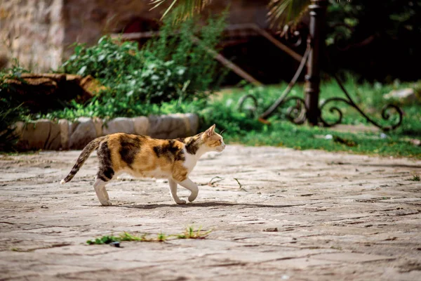 Eski Budva Kedileri Yaz Tatilinde Tatil Için Karadağ Gitti — Stok fotoğraf