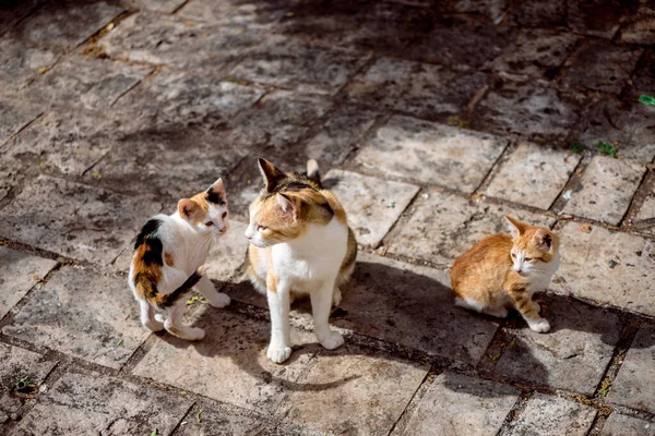 Eski Budva Kedileri Yaz Tatilinde Tatil Için Karadağ Gitti — Stok fotoğraf