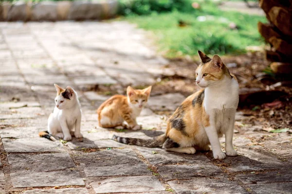 Eski Budva Kedileri Yaz Tatilinde Tatil Için Karadağ Gitti — Stok fotoğraf