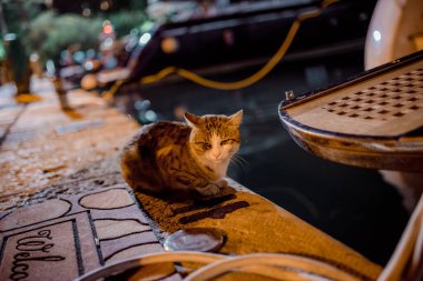 Budva Eski Şehir Karadağ 'ın Kedi Gece Sokakları Yaz tatili seyahati Gökyüzü 