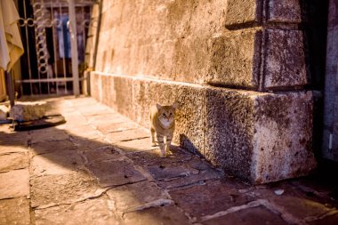 Budva Eski Şehir Karadağ 'ın gece sokakları yaz tatili için seyahat gökyüzü 