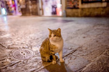 Budva Eski Şehir Karadağ 'ın Kedi Gece Sokakları Yaz tatili seyahati Gökyüzü 