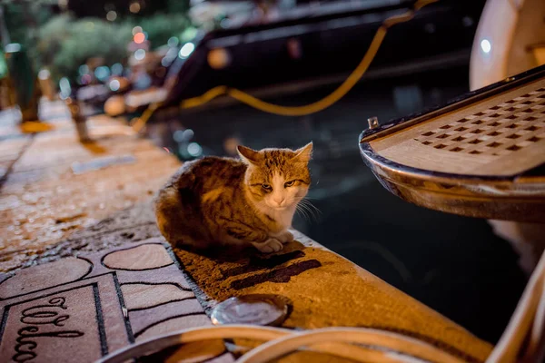 Budva Eski Şehir Karadağ Kedi Gece Sokakları Yaz Tatili Seyahati — Stok fotoğraf