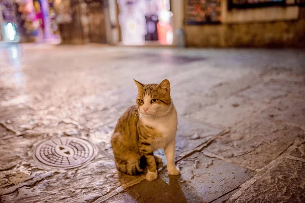 Budva Eski Şehir Karadağ Kedi Gece Sokakları Yaz Tatili Seyahati — Stok fotoğraf