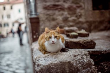 Cat Kotor eski kenti Karadağ tatil gezisi ilkbaharda doğa caddeleri binaları 