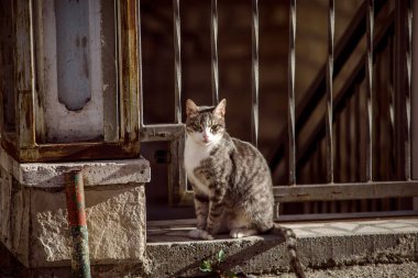 Cat Kotor eski kenti Karadağ tatil gezisi ilkbaharda doğa caddeleri binaları 