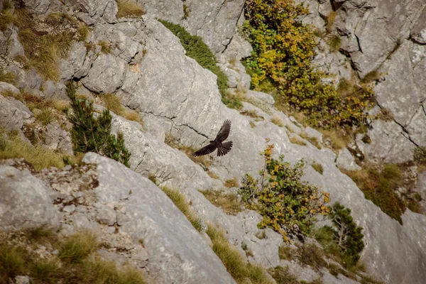 Bird Lovcen Cetinje Montenegro Viagem Recreação Primavera Verão Natureza Aldeia — Fotografia de Stock
