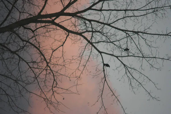 Ağaçtaki Kargalar — Stok fotoğraf