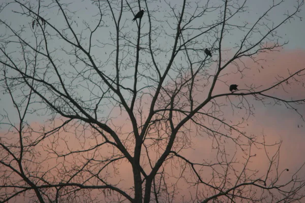 Kråkorna Trädet — Stockfoto