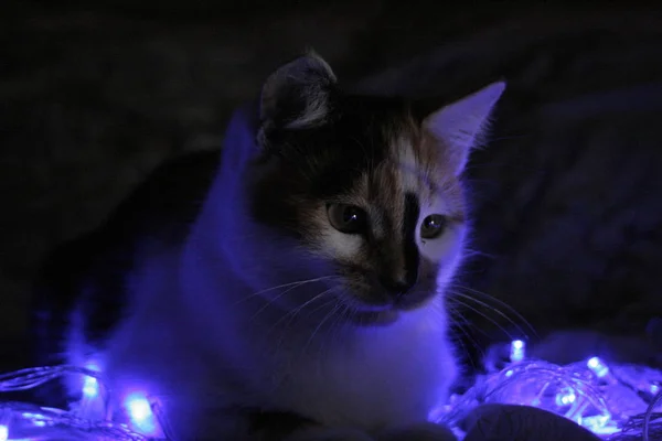 Gato Lindo Com Luzes Natal — Fotografia de Stock