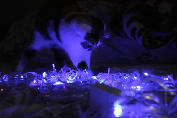 Śliczny Kot Lampkami Świątecznymi — Zdjęcie stockowe