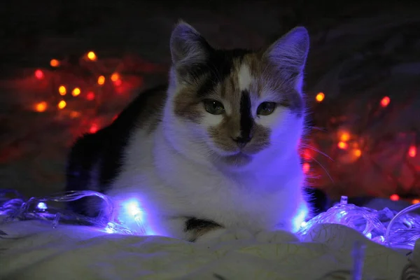 Eine Liebliche Katze Mit Der Weihnachtsbeleuchtung — Stockfoto