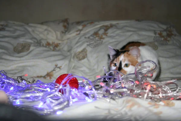 Gato Encantador Con Las Luces Navidad — Foto de Stock