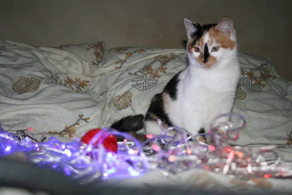 Gato Encantador Con Las Luces Navidad —  Fotos de Stock