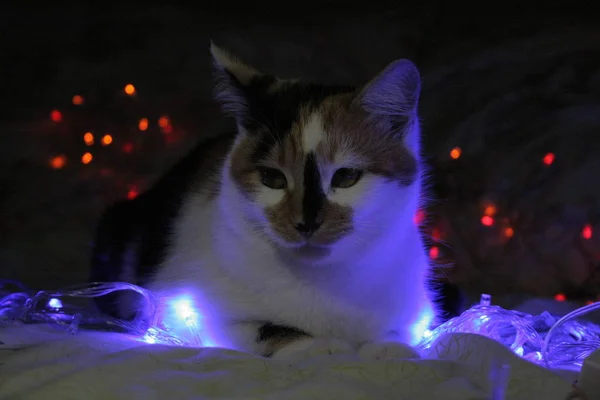 Gato Encantador Con Las Luces Navidad —  Fotos de Stock